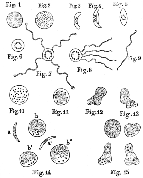 File:Laveran malaria drawings.png